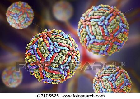 Stock Photography - West Nile virus particle, computer illustration. West Nile virus (WNV) is known to cause encephalitis in humans. The WNV belongs to the flavivirus group, which are RNA (ribonucleic acid) viruses that are surrounded by an outer protein envelope. WNV is.... Fotosearch