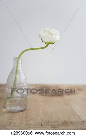 Stock Photograph - White flower in bottle. Fotosearch