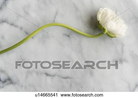 Stock Image - White flower on marble. Fotosearch