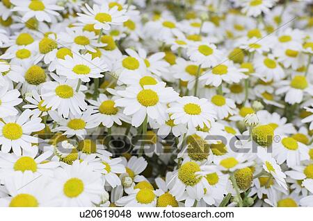 White flowers in bloom View Large Photo Image Stock Photo - White flowers in bloom. Fotosearch