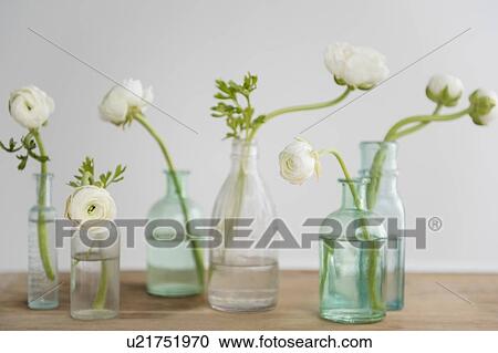 White flowers in bottles on wooden table View Large Photo Image Stock Image - White flowers in bottles on wooden table. Fotosearch