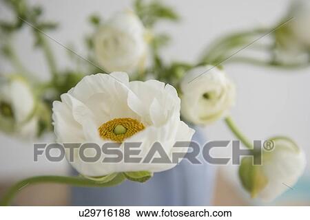 Stock Photo - White flowers in vase. Fotosearch