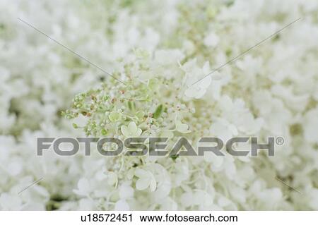 Stock Image - White flowers of Hydrangea (Hydrangea arborescens L. ) in bloom. Fotosearch