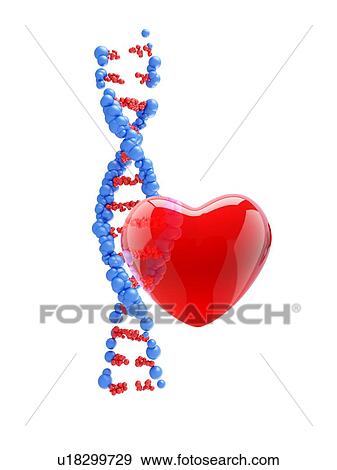 3d model DNA strand with red heart, illustration. View Large Photo Image Stock Photo - 3d model DNA strand with red heart, illustration.. Fotosearch
