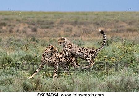A female cheetah (Acinonyx jubatus) and its cub sparring, Ndutu, Ngorongoro Conservation Area, Serengeti, Tanzania View Large Photo Image Picture - A female cheetah (Acinonyx jubatus) and its cub sparring, Ndutu, Ngorongoro Conservation Area, Serengeti, Tanzania. Fotosearch