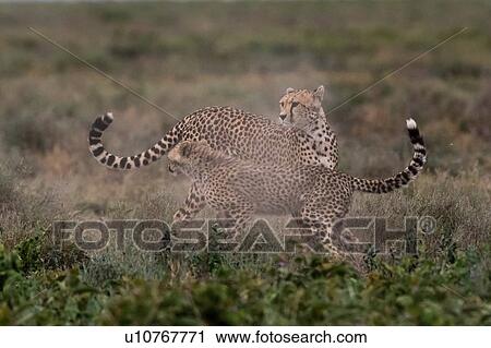 Stock Image - A female cheetah (Acinonyx jubatus) and its cub sparring, Ndutu, Ngorongoro Conservation Area, Serengeti, Tanzania. Fotosearch
