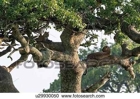 Stock Image - A female leopard (Panthera pardus) and its cub resting on a tree, Ndutu, Ngorongoro Conservation Area, Serengeti, Tanzania. Fotosearch