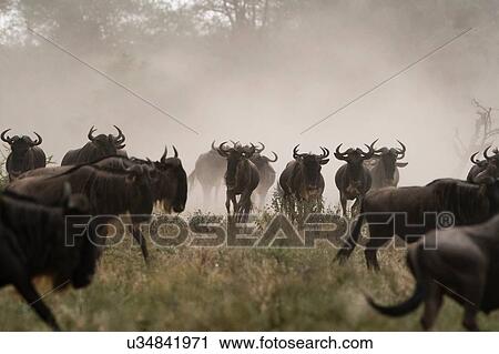 A herd of blue wildebeest (Connochaetes taurinus), Ndutu, Ngorongoro Conservation Area, Serengeti, Tanzania View Large Photo Image Stock Image - A herd of blue wildebeest (Connochaetes taurinus), Ndutu, Ngorongoro Conservation Area, Serengeti, Tanzania. Fotosearch
