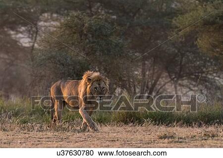 A male lion (Panthera leo), Ndutu, Ngorongoro Conservation Area, Serengeti, Tanzania View Large Photo Image Stock Image - A male lion (Panthera leo), Ndutu, Ngorongoro Conservation Area, Serengeti, Tanzania. Fotosearch