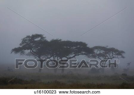 Stock Image - A rainstorm hits the plains of Serengeti, Seronera, Serengeti National Park, Tanzania. Fotosearch