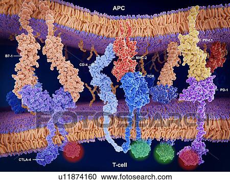 Activation of T-cell immune response, illustration. Array of proteins interacting on the surface membranes of a T-cell (across bottom) and an antigen presenting cell (APC, across top). Shown here is the interaction of MHC-II (red) with the T-cell... View Large Photo Image Stock Image - Activation of T-cell immune response, illustration. Array of proteins interacting on the surface membranes of a T-cell (across bottom) and an antigen presenting cell (APC, across top). Shown here is the interaction of MHC-II (red) with the T-cell.... Fotosearch