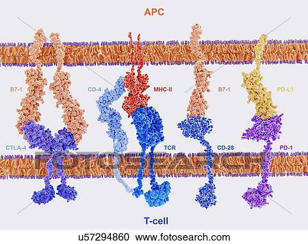 Activation of T-cell immune response, illustration. Array of proteins interacting on the surface membranes of a T-cell (across bottom) and an antigen presenting cell (APC, across top). These proteins are involved in both the activation and... View Large Photo Image Stock Image - Activation of T-cell immune response, illustration. Array of proteins interacting on the surface membranes of a T-cell (across bottom) and an antigen presenting cell (APC, across top). These proteins are involved in both the activation and.... Fotosearch