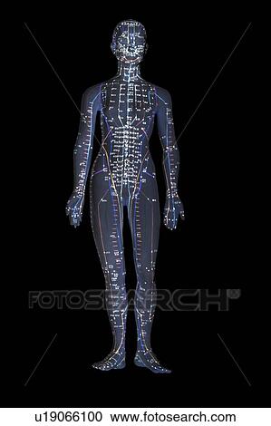 Stock Image - Acupuncture model against a black background.. Fotosearch
