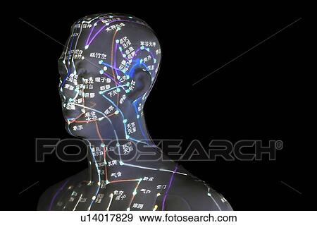 Acupuncture model against a black background. View Large Photo Image Stock Photo - Acupuncture model against a black background.. Fotosearch