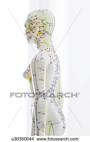 Picture - Acupuncture model against a white background.. Fotosearch