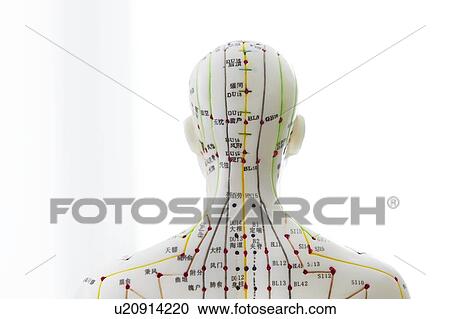 Acupuncture model against a white background. View Large Photo Image Stock Image - Acupuncture model against a white background.. Fotosearch