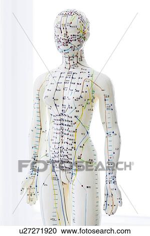 Acupuncture model against a white background. View Large Photo Image Stock Image - Acupuncture model against a white background.. Fotosearch