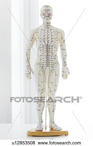 Stock Photo - Acupuncture model against a white background.. Fotosearch