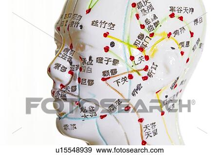 Stock Photo - Acupuncture model against a white background.. Fotosearch