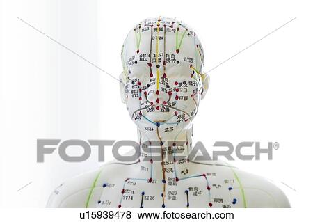 Stock Photo - Acupuncture model against a white background.. Fotosearch