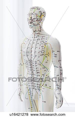 Stock Photo - Acupuncture model against a white background.. Fotosearch