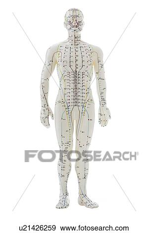 Stock Photo - Acupuncture model against a white background.. Fotosearch