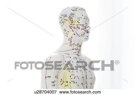 Stock Photo - Acupuncture model against a white background.. Fotosearch