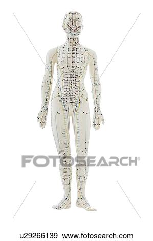 Stock Photo - Acupuncture model against a white background.. Fotosearch