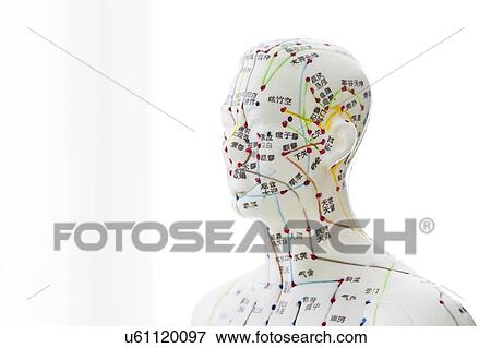 Acupuncture model against a white background. View Large Photo Image Stock Photo - Acupuncture model against a white background.. Fotosearch