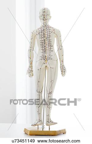 Acupuncture model against a white background. View Large Photo Image Stock Photo - Acupuncture model against a white background.. Fotosearch
