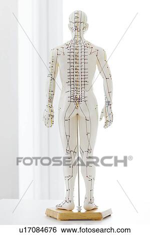 Stock Photograph - Acupuncture model against a white background.. Fotosearch