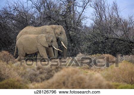 African elephant and calf, (Loxodonta), Sutherland, Northern Cape, South Africa View Large Photo Image Stock Photograph - African elephant and calf, (Loxodonta), Sutherland, Northern Cape, South Africa. Fotosearch