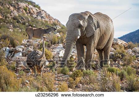 Stock Photograph - African elephant (Loxodonta) and Ostrich (Struthio camelus), Touws River, Western Cape, South Africa. Fotosearch