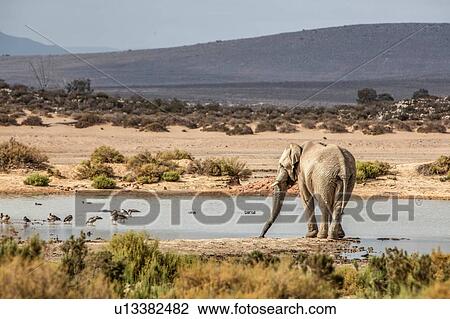African elephant (Loxodonta) drinking in river, Touws River, Western Cape, South Africa View Large Photo Image Stock Image - African elephant (Loxodonta) drinking in river, Touws River, Western Cape, South Africa. Fotosearch