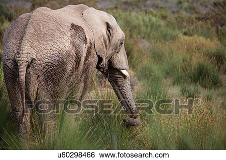 African elephant (Loxodonta) grazing, Touws River, Western Cape, South Africa View Large Photo Image Stock Photograph - African elephant (Loxodonta) grazing, Touws River, Western Cape, South Africa. Fotosearch