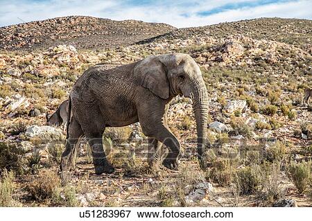 African elephant (Loxodonta), Touws River, Western Cape, South Africa View Large Photo Image Stock Photo - African elephant (Loxodonta), Touws River, Western Cape, South Africa. Fotosearch