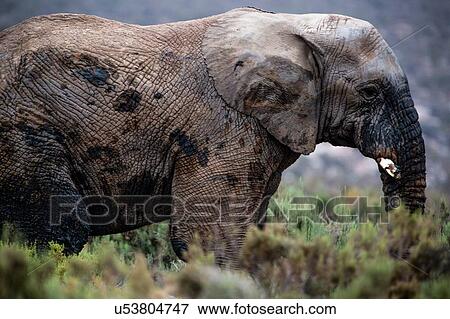 Stock Photo - African elephant (Loxodonta), Touws River, Western Cape, South Africa. Fotosearch