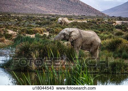 Stock Image - African elephants (Loxodonta) grazing, Touws River, Western Cape, South Africa. Fotosearch