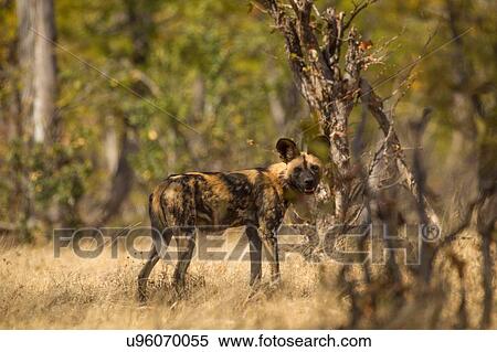 African Wild Dog (Lycaon pictus), Mana Pools, Zimbabwe View Large Photo Image Stock Photography - African Wild Dog (Lycaon pictus), Mana Pools, Zimbabwe. Fotosearch