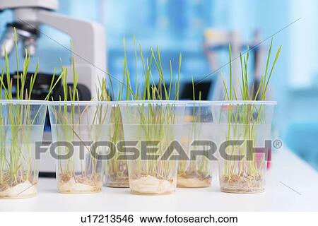 Agriculture research, conceptual image. View Large Photo Image Stock Photograph - Agriculture research, conceptual image.. Fotosearch
