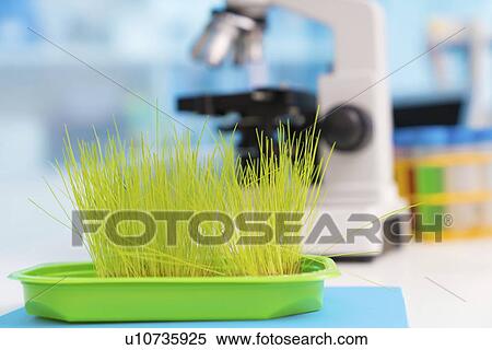 Stock Photography - Agriculture research, conceptual image.. Fotosearch