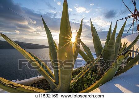 Aloe vera at sunset. View Large Photo Image Stock Photo - Aloe vera at sunset.. Fotosearch