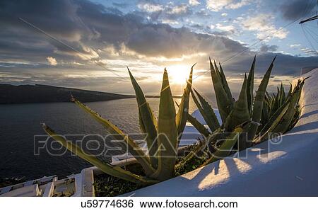 Stock Photograph - Aloe vera at sunset.. Fotosearch
