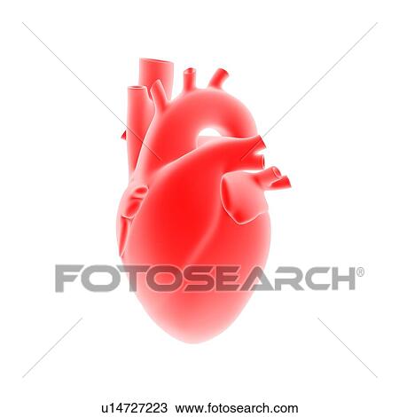Stock Image - Anatomical model of human heart isolated on white background. 3D illustration.. Fotosearch