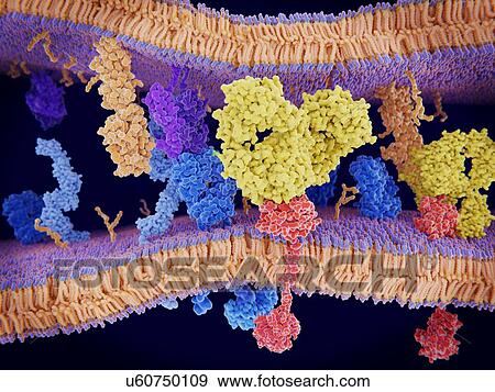 Antibody blocking programmed cell death, illustration. Antibody (yellow) blocking PD-1 (programmed cell death protein 1, red) to prevent it interacting with a surface protein called PD-L1 (orange). Cancer cells (membrane across top) express PD-L1... View Large Photo Image Stock Photo - Antibody blocking programmed cell death, illustration. Antibody (yellow) blocking PD-1 (programmed cell death protein 1, red) to prevent it interacting with a surface protein called PD-L1 (orange). Cancer cells (membrane across top) express PD-L1.... Fotosearch