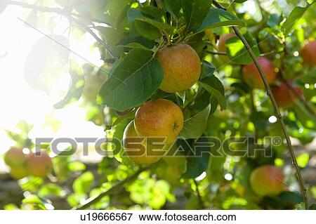 Apples on branches of tree View Large Photo Image Stock Photo - Apples on branches of tree. Fotosearch