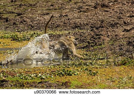 Stock Photograph - Baboon (Papio cynocephalus ursinas), Mana Pools, Zimbabwe. Fotosearch