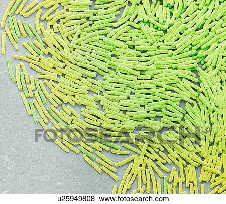 Stock Photo - Bacillus megaterium bacterial colony, coloured scanning electron micrograph (SEM). This rod-shaped Gram positive bacteria is found in soil. It is one of the biggest bacterial cells, measuring up to four micrometres in length. Because of this it is a.... Fotosearch