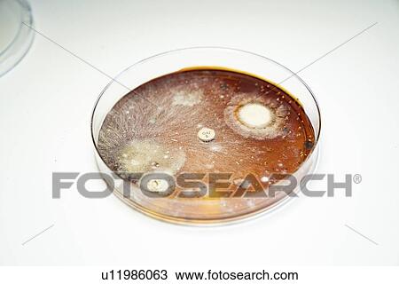 Stock Image - Bacterial colonies growing in Petri dish.. Fotosearch