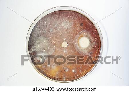 Stock Photo - Bacterial colonies growing in Petri dish.. Fotosearch